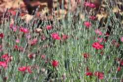 Dianthus Frosty Fire — photo 2
